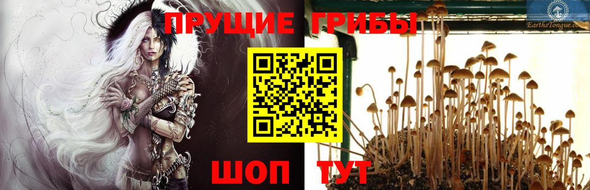 Псилоцибиновые грибы GOLDEN TEACHER Энгельс